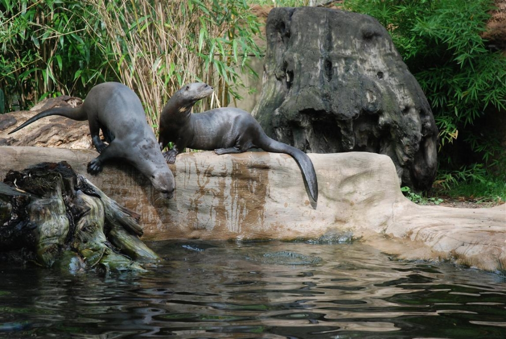 Zoo Duisburg AG - Brasilianischer Riesenotte